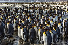 Penguins, South Georgia Island #2