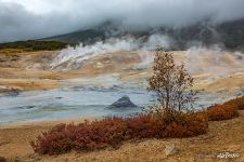 Vegetation of thermal fields